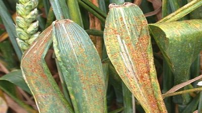 التقلبات الجوية تزيد من نسب إصابات الصدأ الأصفر في القمح