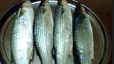 البوري يسجل 60 جنيهًا بالقاهرة