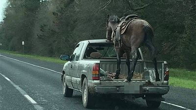 حصان يقف بطريقة غريبة أعلى شاحنة (فيديو وصور)