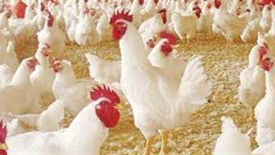 أبو الفتوح مبروك يكشف أسباب ارتفاع أسعار الدواجن داخل الأسواق