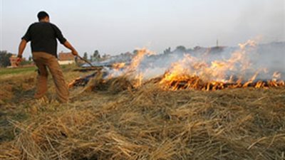 نشوب حريق بقش الأرز يثير ذعر الأهالي بأبو كبير