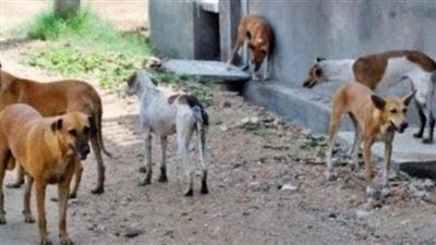 تأجيل دعوى تطالب بوقف قتل كلاب وقطط الشوارع لـ27 أبريل