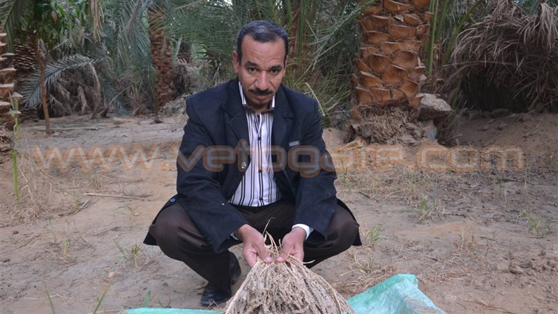 فيتو