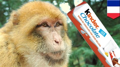 بالصور.. الشيكولاتة 