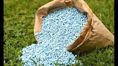 تقليع 19 ألف فدان بنجر بكفر الشيخ وتسليمها لمصنع السكر