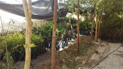 الوادي الجديد تطرح 20 صنف فاكهة للمزارعين لتدعيم الثروة الزراعية (صور)