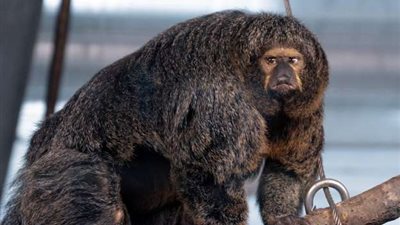 عضلات قرد تترك زوار حديقة حيوان في ذهول (صور)