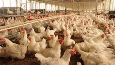 بسبب ارتفاع أسعار اللحوم.. الأسماك الأعلى مبيعا بأسواق دمياط