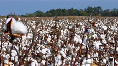 الإحصاء: 8.45٪ زيادة في القطن الشعر بنهاية أغسطس 2018
