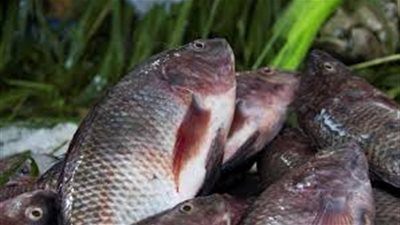 أسعار الأسماك اليوم 18 / 3 / 2019.. والبلطي يسجل 26 جنيها