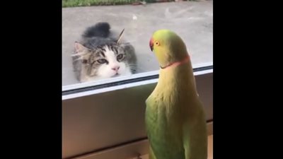 32 مليون مشاهدة لببغاء يلاعب قطا كالأطفال (فيديو)