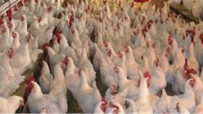أسعار الدواجن اليوم 18/ 3/ 2019.. والبيضاء بـ 26 جنيها