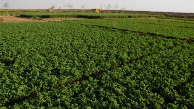 تعرف على إجراءات «تكويد» المزارع.. والمحاصيل الزراعية الحاصلة عليها