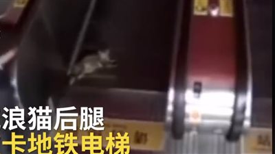 قط مشاغب يحشر ساقيه في سلم متحرك داخل محطة مترو (فيديو)