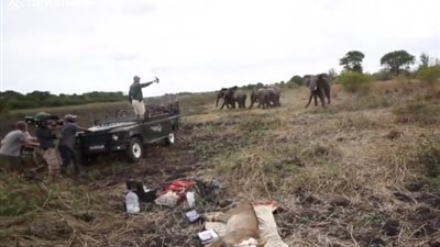 قطيع فيلة يهاجم أطباء يعالجون أسدا (فيديو)