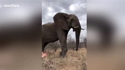 رجل يسيطر على فيل بري بطريقة غريبة (فيديو)