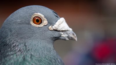 بيع حمامة بمليون و252 ألف يورو في مزاد ببلجيكا.. فمن اشتراها؟