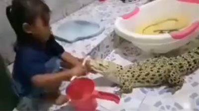 طفلة تنظف أسنان تمساح بفرشاة ومعجون (فيديو)