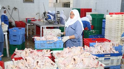 مجزر قنا الآلي يواصل ذبح دفعة جديدة من الدواجن استعدادا لرمضان (صور)