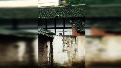 أغرب خطة هروب لخنزير بري (فيديو)