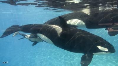 نفوق حوت قاتل بمتنزه (سي وورلد) الأمريكي بسان أنطونيو