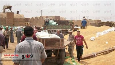 عيسى: توريد 351 ألف طن قمح بشون المنيا