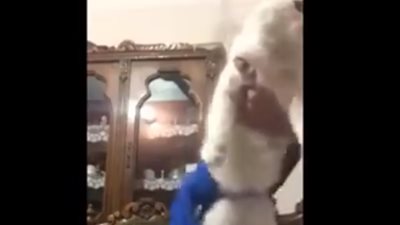 بالفيديو.. «وصلة رقص» شرقي لقطة تشعل مواقع التواصل