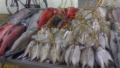 ارتفاع الطلب الأسيوي على الأسماك يُشعل أسعارها عالميًا