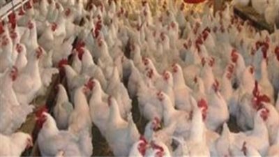 أسعار الدواجن اليوم 20/3/2019.. البيض يسجل 35 جنيها