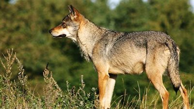 بعد نهش رقبة ربة منزل في سوهاج.. الذئاب خطر يهدد المصريين.. أطباء الطب البيطري: لا يوجد ذئاب في مصر.. ما يراه الصعايدة كلاب مفترسة.. والرغبة في الحفاظ على التوازن البيئي وراء عدم مواجهتها