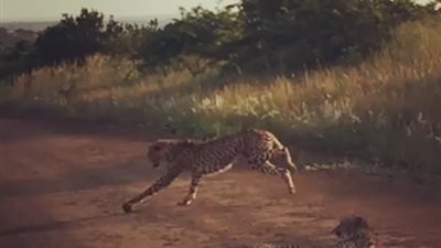 فهدان ذكيان يلعبان كرة قدم (فيديو وصور)