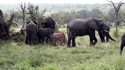 فيل وردي نادر بحديقة في جنوب أفريقيا (فيديو وصور)
