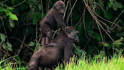 مسلسل وثائقي عن الحياة البرية من 200 بلدة حول العالم (صور)