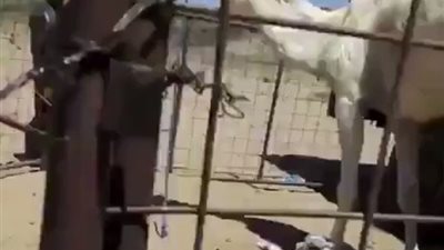 ناقة تسحق كلبا تحت أقدامها (فيديو)