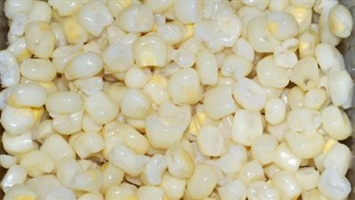 105 جنيهات للذرة البيضاء بكفر الشيخ.. اليوم