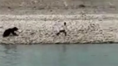 دب يهاجم منقذه في المياه (فيديو)