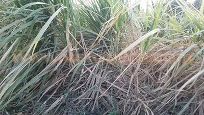 بالصور.. تهالك خطوط «الديكوفيل» مشكلة مزارعي القصب بقنا