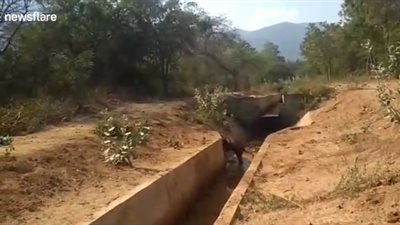 إنقاذ فيل صغير تركه قطيعه (فيديو)