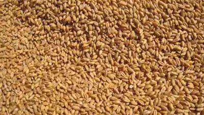 «الزراعة»: القمح المصري لديه قدرة عالية على مقاومة الصدأ الأصفر