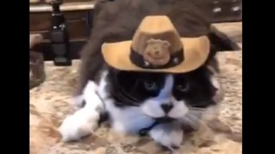 القطط تسرق الأضواء في تحدٍ جديد عبر «تيك توك» (فيديو)