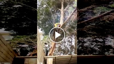 رافعة تسقط أعلى رجل يقطع شجرة (فيديو)