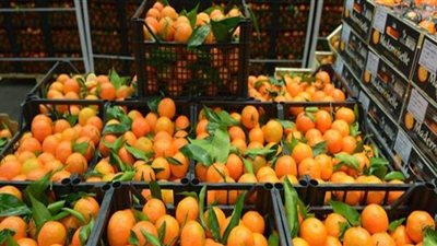 «تجارية القاهرة» تكشف أسباب تقدم صادرات مصر من الموالح