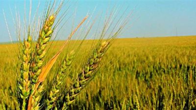 الزراعة: ارتفاع مساحات زراعة القمح لـ 3 ملايين و402 ألف فدان