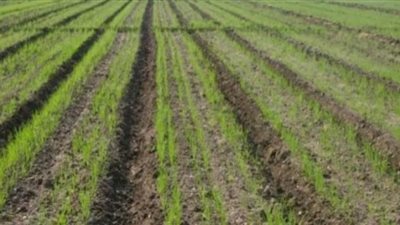 متحدث الزراعة يكشف أسباب زيادة مساحات القمح المزروعة | فيديو