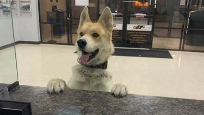 كلب يسلم نفسه لمركز شرطة بعدما تاه من أسرة أمريكية ترعاه| فيديو وصور