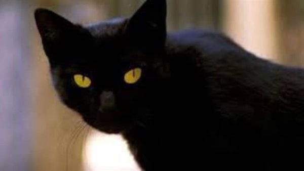 رؤية قطة سوداء في المنام للمتزوجة
