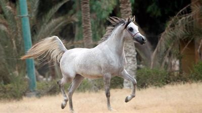 بعد ابنها بعامين.. نفوق 