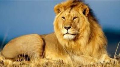 تفسير رؤية الأسد في المنام وعلاقته بفيروس كورونا المستجد