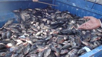 ضبط 28 طن أسماك وتوابل مجهولة المصدر بالسلام والجمالية