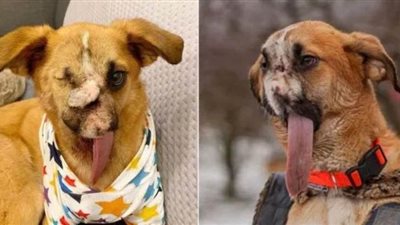 بعد تعرضها لإطلاق النار.. أخيراً الكلبة الشهيرة بـ 